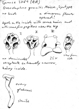 Vorschaubild Oreodaphne gracilis Meisn.